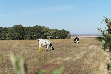 Cow on the Meadow