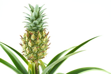 fresh pineapple fruit on a pineapple plant (Ananas comosus) isolated on a white background with copy space