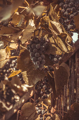 ripe of red grape