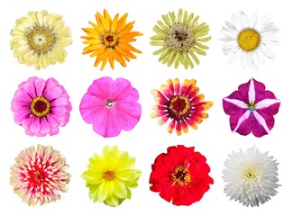 Set of beautiful bright flowers. Close up. Isolated on white background