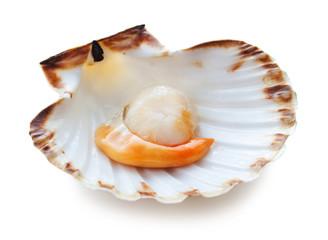 Raw scallop on white background