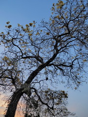 Silhouette Golden trumpet tree (Handroanthus chrysotrichus) dry branches shape with blue sky background.