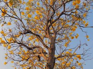 Golden trumpet tree (Handroanthus chrysotrichus) yellow flowers blossom blooming on top tree with blue sky background.