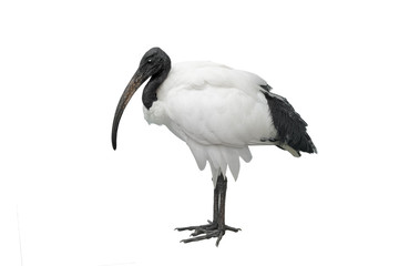 african sacred ibis isolated on white