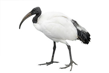 african sacred ibis isolated on white - obrazy, fototapety, plakaty