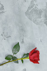 Red roses lie on a textured light background. Space for your text