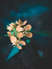 Fototapeta premium flowers on black background