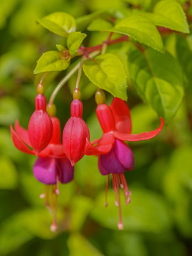 Close-up Fuchsia red wine and purple flowers blossom blooming on branch with green nature blurred background.