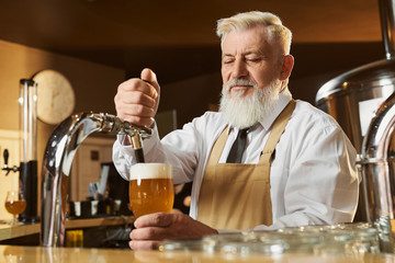Elderly barman at bar counter pouring light beer.