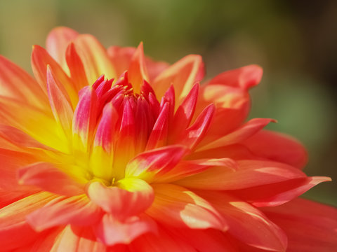Close-up Dahlia (Karma Bon Bini) blossom blooming on branch with green nature blurred background.