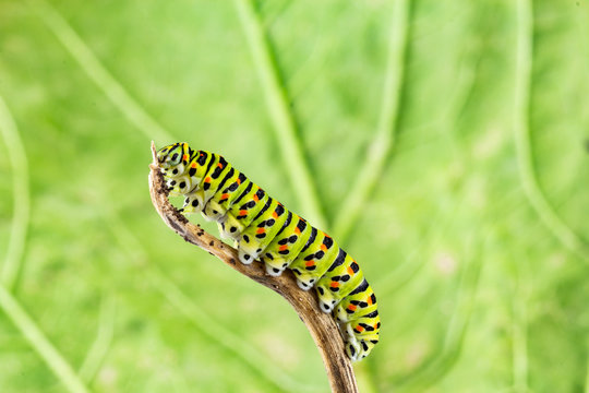 yellow swallowtail (Papilio machaon) caterpillar