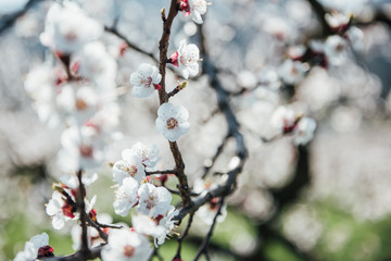 cherry blossom time in europe 