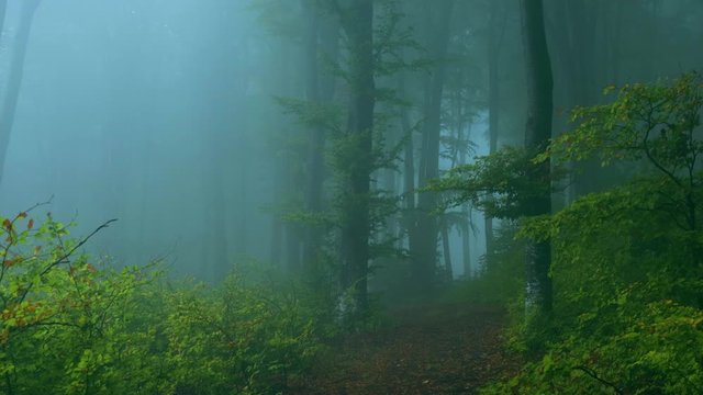 Creepy blue light in foggy forest. Autumn misty morning in the woods. Halloween forest