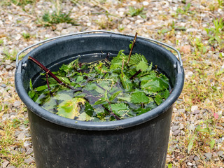 nettle brew natural fertilizer stinging nettles