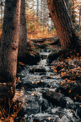 Autumn forest stream