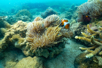 Naklejka na ściany i meble Beautiful clown fish in the sea anemone.phuket,thailane.