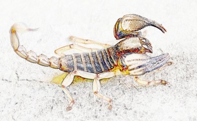 Close up of a smooth head digging Scorpion