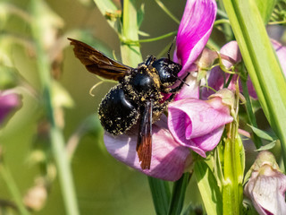 violet carpenter bee (Xylocopa violacea) closeup