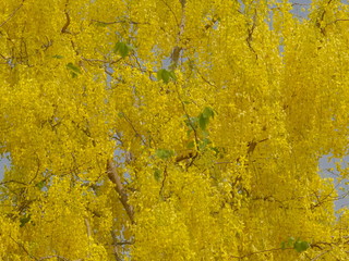 Golden shower tree (Cassia fistula) blossom on branches texture background, other names purging cassia, Indian laburnum.