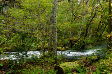 青森県奥入瀬渓流の秋の景色