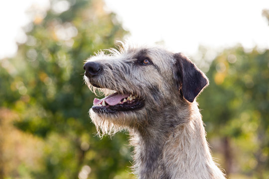 Dog breed  irish wolfhound  portrait on nature