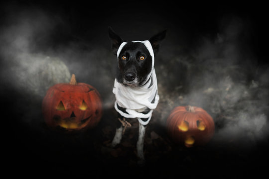 Dog At Halloween. Dog With Pumpkin. Tricke Or Treat.