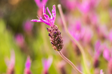 close up of a pink flower