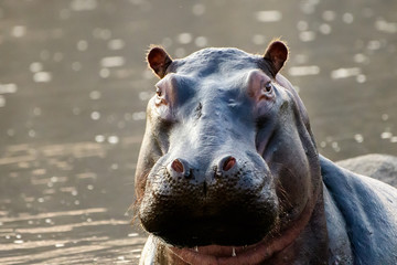 Close up of the face of a wary hippo - Powered by Adobe