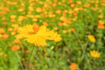 Soft focus yellow cosmos flowers blossom blooming with green nature blurred background.