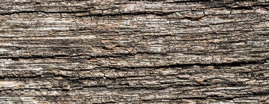 bark of a tree surface texture