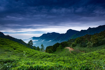 tea plantation, mountains and cloudy sky,Munnar,Kerala