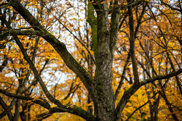 Fototapeta premium the incredible colors of autumn 