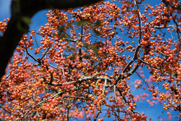 autumn and its beautful colors and a bright blue sky 