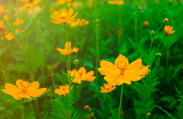 Obraz premium Beautiful of Spring blooming yellow flowers on green field background with meadow natural summer.