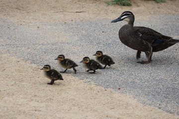 Duck Family