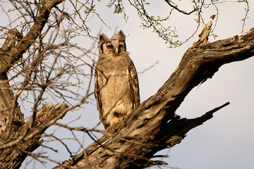 Verreaux's eagle owl in a tree