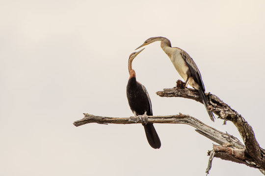 African Darter courting couple