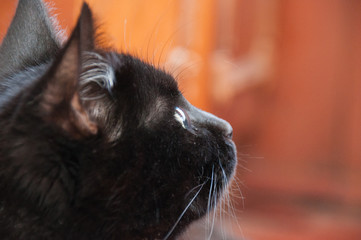 Beautiful black cat looks away closeup profile. Animal Day and Cat Day