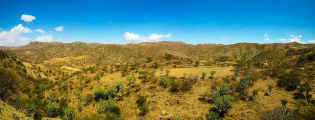 Landscape of Filfil national park with Euphorbia candelabrum succulent plants , Eritrea