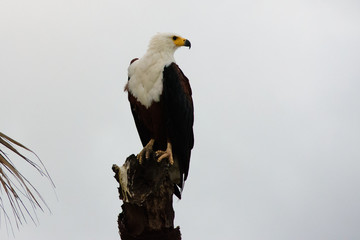 African fish eagle on its perch