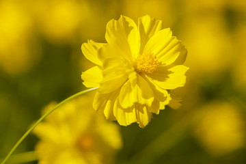 view of yellow Garden Cosmos or Mexican Aster blossom blooming on branch with nature blurred background.