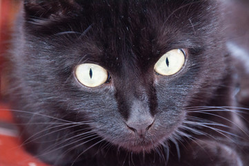 Yellow eyes of very beautiful black cat close-up. Animal Day and Cat Day
