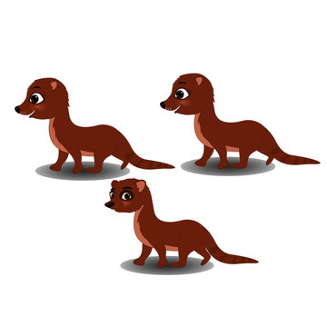 5 Best Baby Mongoose Images Stock Photos Vectors Adobe Stock