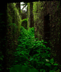 Ruined Castle in forest