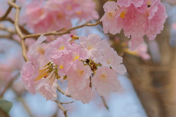 Close-up Pink Trumpet Tree (Tabebuia Rosea) pink flower cherry blossom on branches with green nature blurred background, Kamphaeng Saen District, Nakhon Pathom, Thailand.