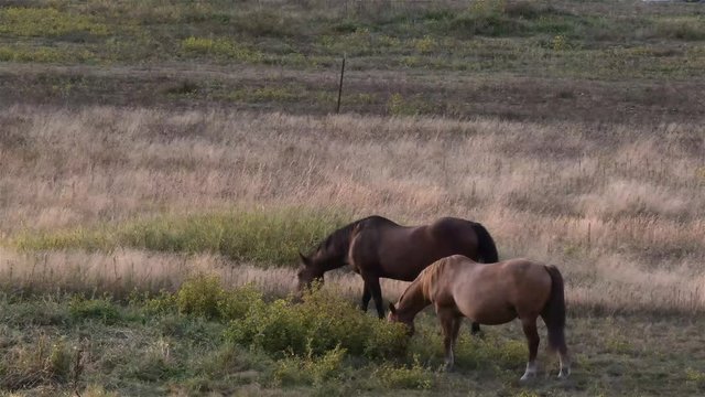 a rural ranch at dusk with various roaming horses