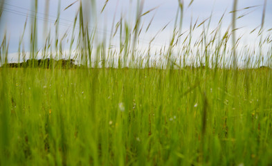 Ruined Castle in Forest