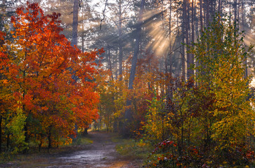 Autumn forest. Nice morning walk in nature. Autumn painted trees with its magical colors. Sunlight shines in the branches of trees.