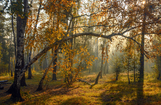 Autumn forest. Nice morning walk in nature. Autumn painted trees with its magical colors. Sunlight shines in the branches of trees.
