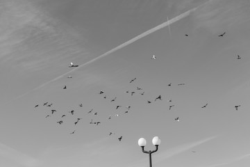 A large flock of pigeons in the sky black and white photo